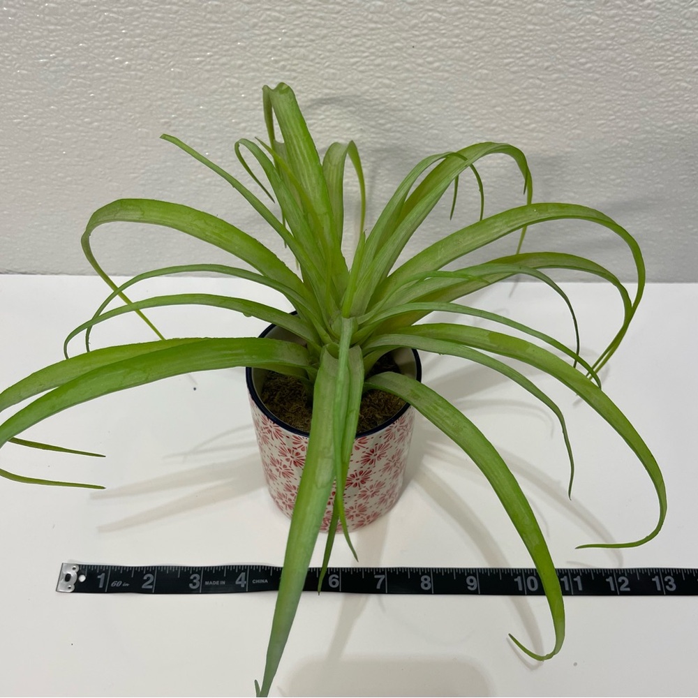 5/$25 Green Potted Decorative Plant for Home Accents